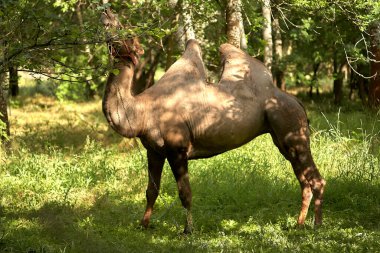 Bactrian devesi yeşil çimlerde otluyor. Gün boyunca Steppe Bölgesi.