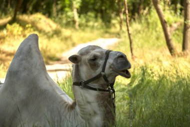 Bactrian devesi yeşil çimlerin üzerinde uzanıyor. Gün boyunca Steppe Bölgesi.