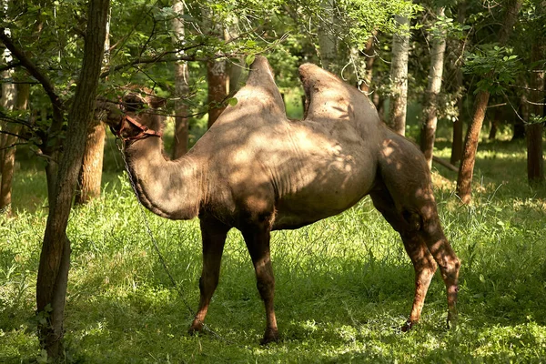 Baktrisches Kamel Weidet Auf Dem Grünen Gras Steppengebiet Tagsüber — Stockfoto