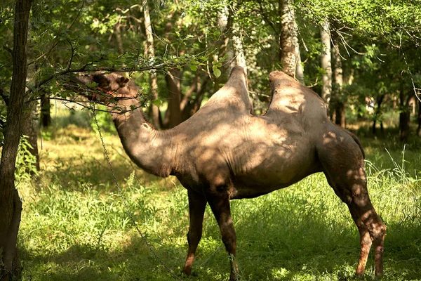 Chameau Bactérien Broutant Sur Herbe Verte Zone Steppe Pendant Journée — Photo