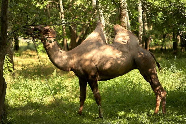 Καμήλα Βακτριανή Βόσκει Στο Πράσινο Γρασίδι Ζώνη Στέπας Κατά Διάρκεια — Φωτογραφία Αρχείου
