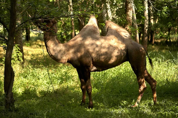 Chameau Bactérien Broutant Sur Herbe Verte Zone Steppe Pendant Journée — Photo