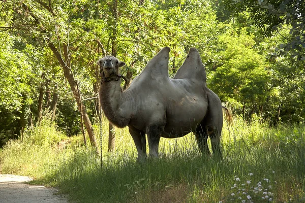 Baktrisches Kamel Weidet Auf Dem Grünen Gras Steppengebiet Tagsüber — Stockfoto