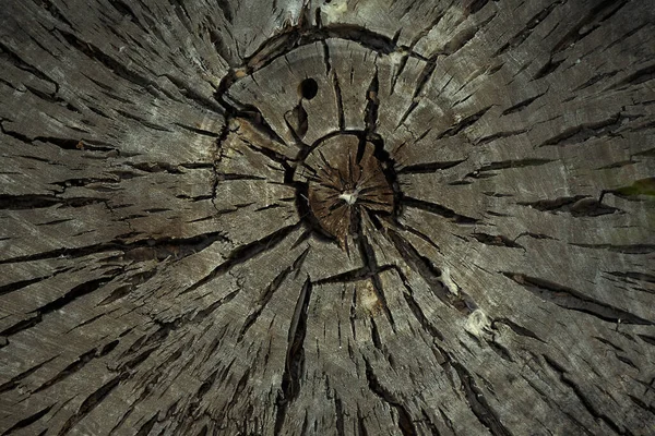 Round felled tree with annual rings and cracks. Old wood texture. Close up top view. Macro photo, wooden background.