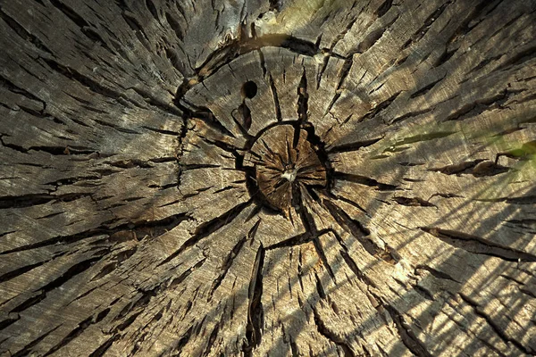 円形の年輪や亀裂と木が落ちた 古い木の質感 上のビューを閉じます マクロ写真 木製の背景 — ストック写真