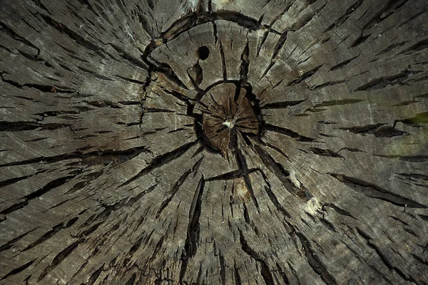 Pohon Bundar Ditebang Dengan Cincin Tahunan Dan Retakan Tekstur Kayu — Stok Foto