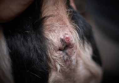 Pet anus neoplasia. Inflammation of the paraanal glands in a dog.