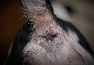 Pet anus neoplasia. Inflammation of the paraanal glands in a dog.