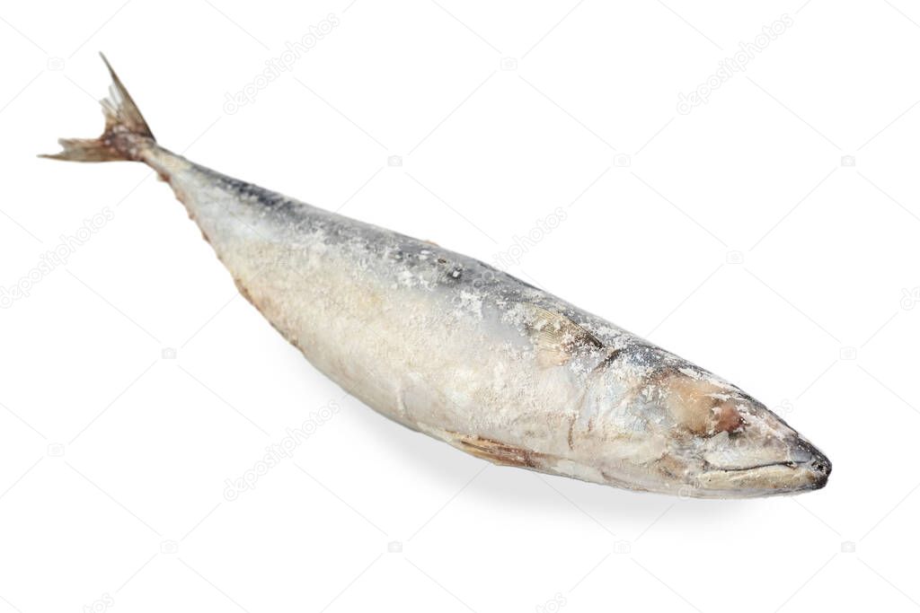 Frozen mackerel fish isolated on white background. Side view.