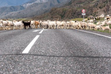 Dağlarda, otlatma beyaz ve siyah keçi sürüsü geçer asfalt yol yaz aylarında bulutlu havalarda