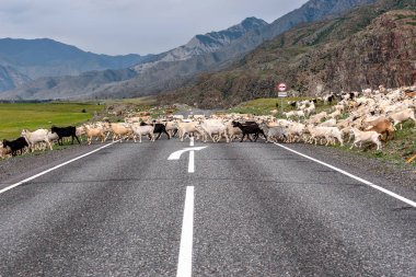 Dağlarda, otlatma beyaz ve siyah keçi sürüsü geçer asfalt yol yaz aylarında bulutlu havalarda