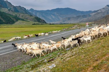 Dağlarda, otlatma beyaz ve siyah keçi sürüsü geçer asfalt yol yaz aylarında bulutlu havalarda