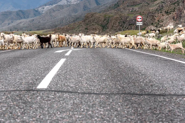 Dağlarda, otlatma beyaz ve siyah keçi sürüsü geçer asfalt yol yaz aylarında bulutlu havalarda
