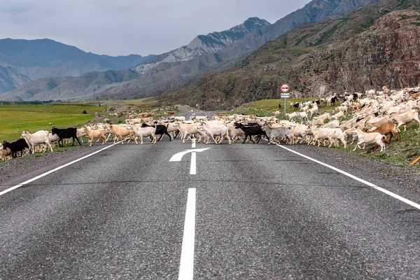Dağlarda, otlatma beyaz ve siyah keçi sürüsü geçer asfalt yol yaz aylarında bulutlu havalarda