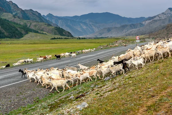 Dağlarda, otlatma beyaz ve siyah keçi sürüsü geçer asfalt yol yaz aylarında bulutlu havalarda