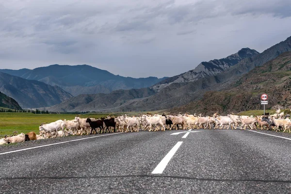 A herd of white and black goats grazing in the mountains, passes the asphalt road in summer in cloudy weather