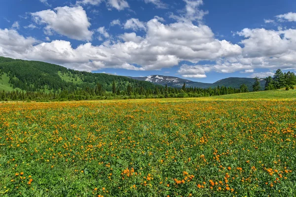 Amazing Mountain Landscape Bright Orange Flowers Trollius Asiaticus Green Meadow — Stock Photo, Image