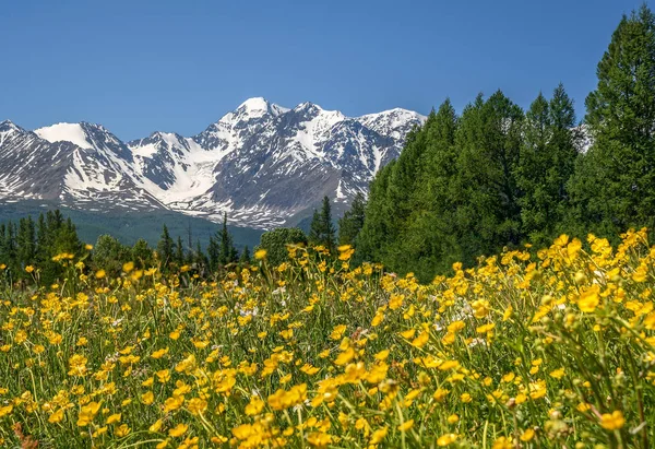 Amazing landscape with bright yellow flowers of buttercups on a green meadow on a background of snowy mountains, forest and blue sky