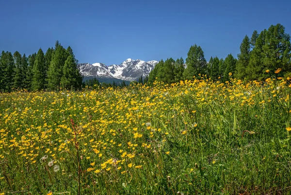 Úžasná Krajina Jasně Žlutými Květy Blatouchy Zelené Louce Pozadí Zasněžených — Stock fotografie