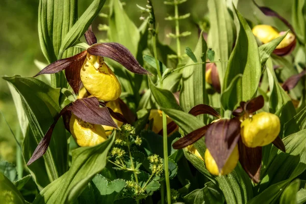Venüs terlik (Cypripedium calceolus) ailesinin yeşil çim closeup güneş ışığı içinde orkide nadir sarı çiçek güzel bush