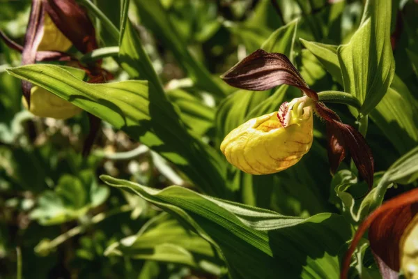 Venüs terlik (Cypripedium calceolus) ailesinin yeşil çim closeup güneş ışığı içinde orkide nadir sarı çiçek güzel bush