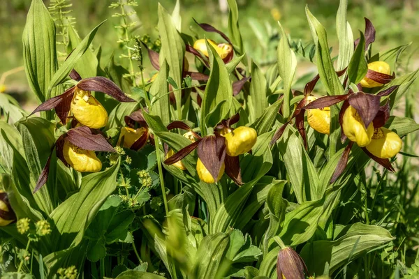 Venüs terlik (Cypripedium calceolus) ailesinin yeşil çim closeup güneş ışığı içinde orkide nadir sarı çiçek güzel bush