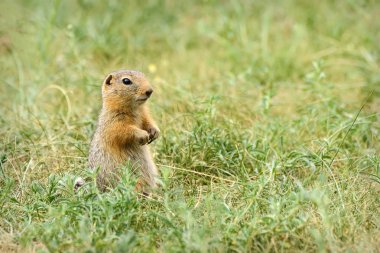 Sevimli sincap bozkır çimenlerde duruyor