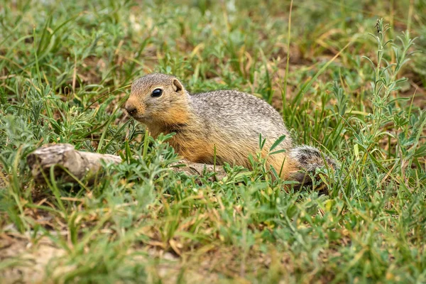 Linda Gopher Sienta Cerca Agujero Hierba Estepa — Foto de Stock