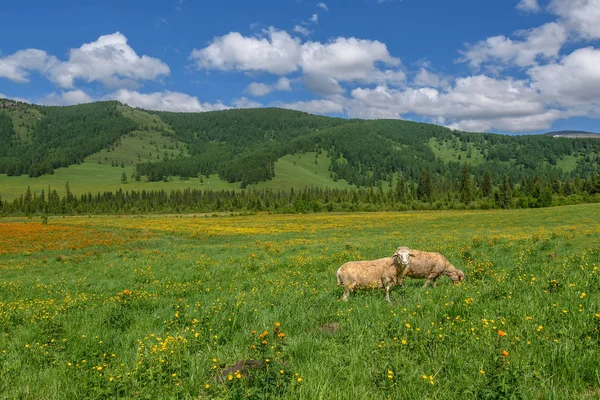 Cute Sheep Graze Green Meadow Yellow Orange Flowers Background Mountains — Stock Photo, Image