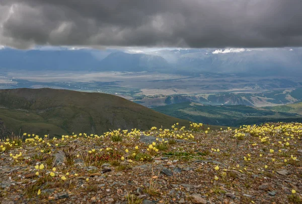 Scenic top view of the mountains, forest, valley with a winding river and beautiful yellow polar poppies in the foreground against the sky with storm clouds and rain