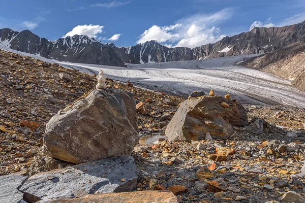Malý Sněhulák Vysoký Kámen Horách Pozadí Ledovec Horské Vrcholy Modrá — Stock fotografie