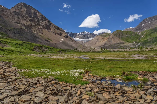 Fantastisk Utsikt Med Berg Glaciär Stenar Och Vackra Vita Fluffiga — Stockfoto