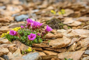 Güzel narin pembe çiçekler taş yüksek dağlarda büyüyen saxifrage (Saxifraga oppositifolia), yakın çekim
