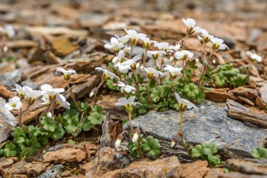 Taş yüksek dağlarda güzel hassas beyaz egzotik saxifraga çiçekleri (Saxifraga sibirica) yakından