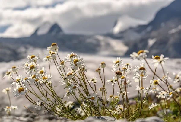 Delicate White Daisy Flowers Close Background Mountains Glacier Snow Summer — Stock Photo, Image