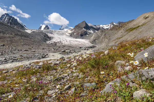 Krásná Krajina Ledovce Řeky Špičaté Zasněžené Vrcholky Hor Květiny Camomiles — Stock fotografie