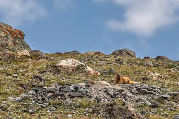 Bonito Fofo Estepe Marmot Senta Sobre Pedras Grama Contra Céu — Fotografia de Stock