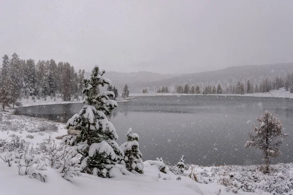 山秋の曇り空を背景に木の上の最初の雪 — ストック写真