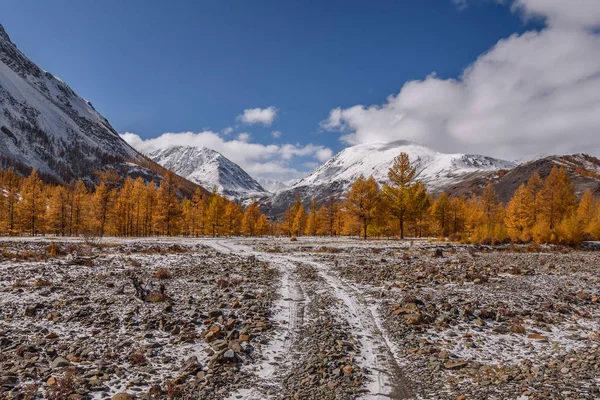 Amazing Autumn Landscape Golden Larch Trees Stony Road First Snow — Stock Photo, Image