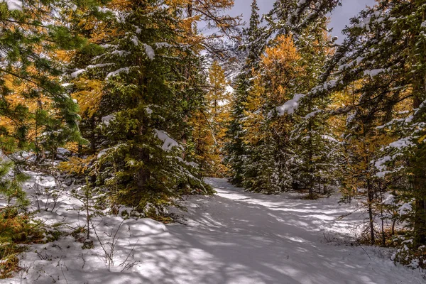 Bela Floresta Outono Com Caminho Neve Entre Abeto Verde Larches — Fotografia de Stock