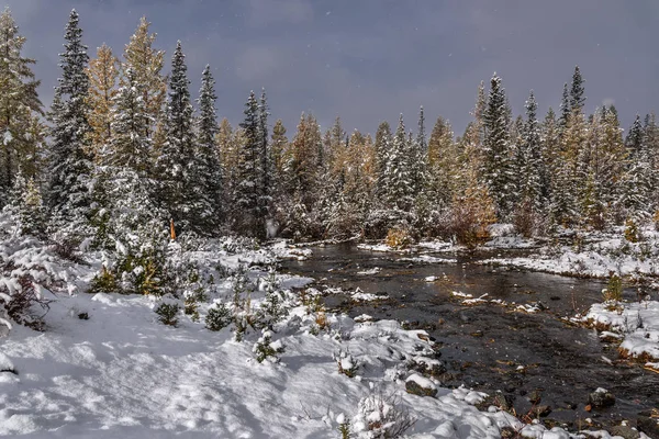 Bela Vista Floresta Outono Com Abeto Verde Larches Amarelos Neve — Fotografia de Stock