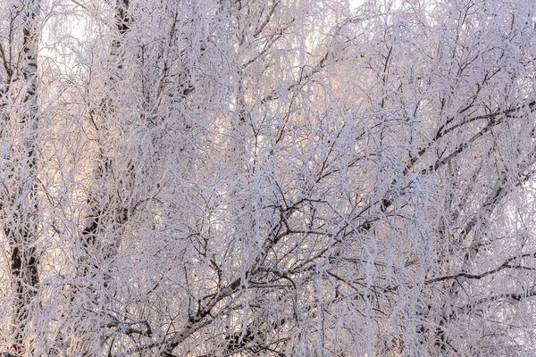 Erstaunliche Winter Hintergrund Mit Einem Muster Von Spinnweben Aus Dünnen — Stockfoto