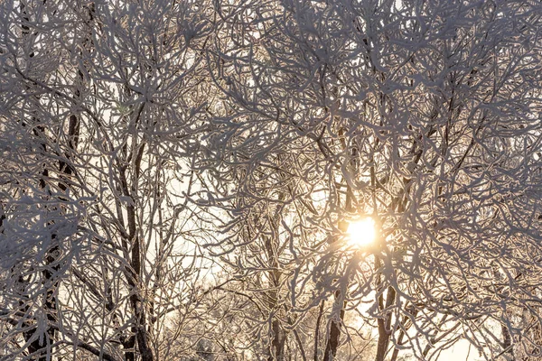 Örümcek Ağları Ile Hoarfrost Güneş Işığı Altında Kar Kristalleri Ağaçlarının — Stok fotoğraf