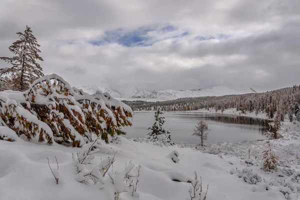 美しい雪の風景 曇り空を背景の山の木で — ストック写真