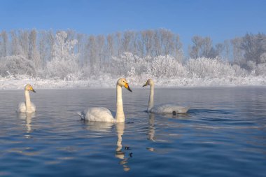 Güzel beyaz kuğu (Cygnus cygnus) hoarfrost beyaz ağaçların arka planda bir soğuk güneşli kış gününde gölde yüzmek