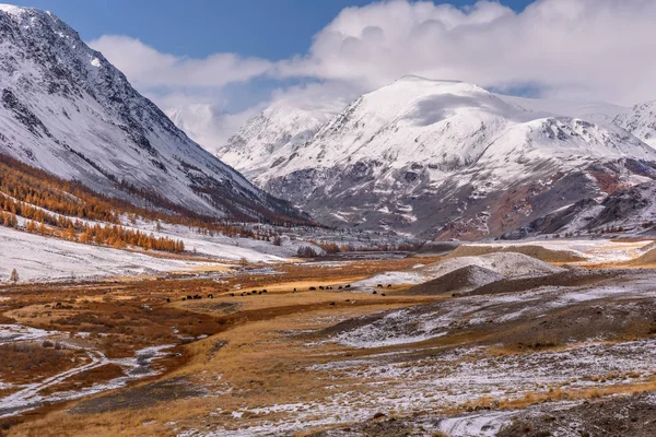 Wunderschöne Herbstlandschaft Mit Dem Ersten Schnee Schneebedeckten Bergen Goldenen Lärchen — Stockfoto