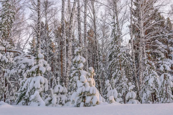 Beautiful Winter Forest Spruces Birches Small Pines Snow Branches Snowdrifts — Stock Photo, Image