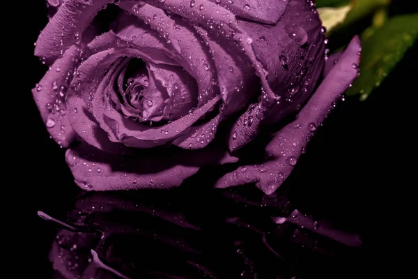 Hermosa Rosa Lila Oscura Con Gotas Agua Cerca Sobre Fondo —  Fotos de Stock