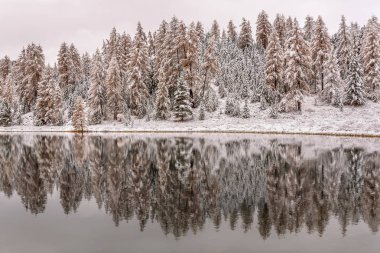Güzel manzaralı karlı orman, köknar ve larches kar, göl ve su yansımalar