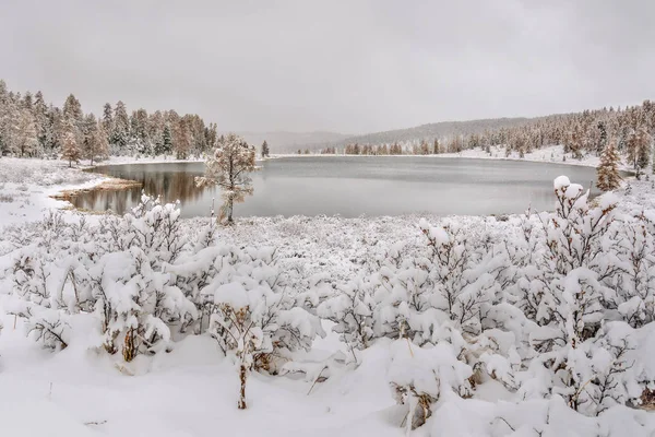 Bela Vista Inverno Com Uma Árvore Floresta Lago Primeira Neve — Fotografia de Stock
